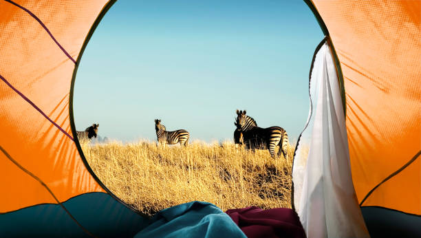 Top Animals in Serengeti.