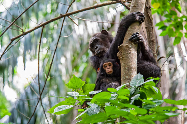 Gombe National Park guide