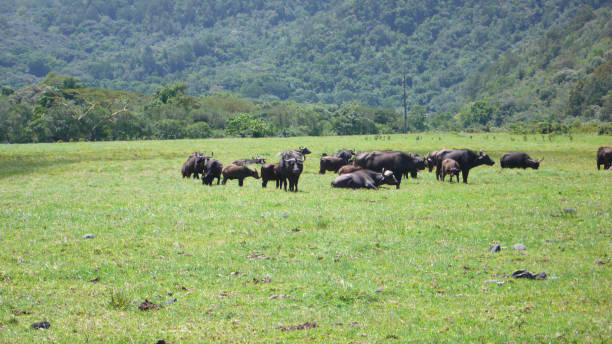 wildlife on Mount Meru 