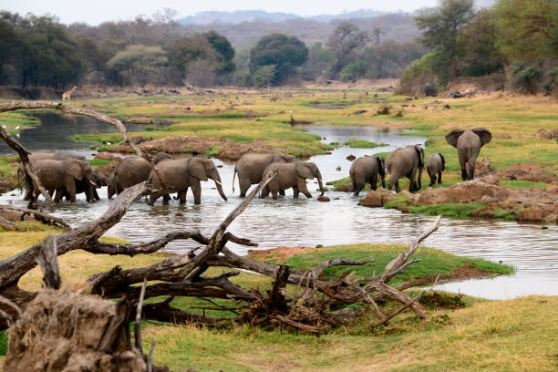 Ruaha National Park guide