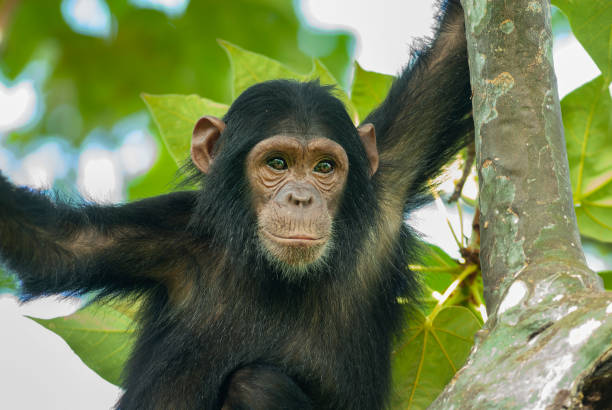 Gombe National Park guide