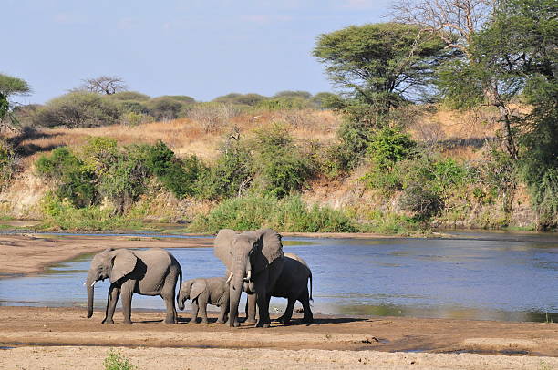 Ruaha National Park guide