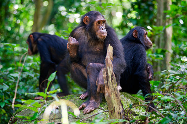 Gombe National Park guide