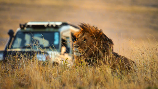 animals to see in safari