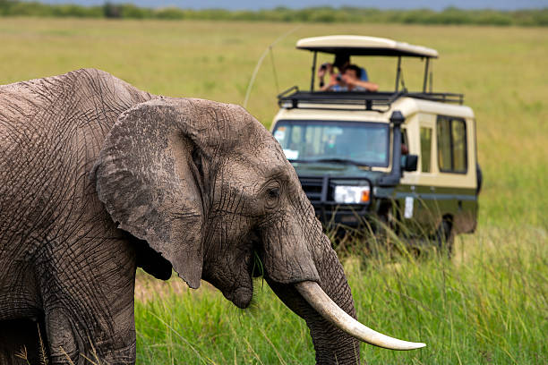 animals to see in safari