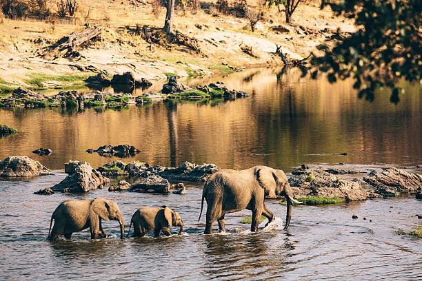 Ruaha National Park guide