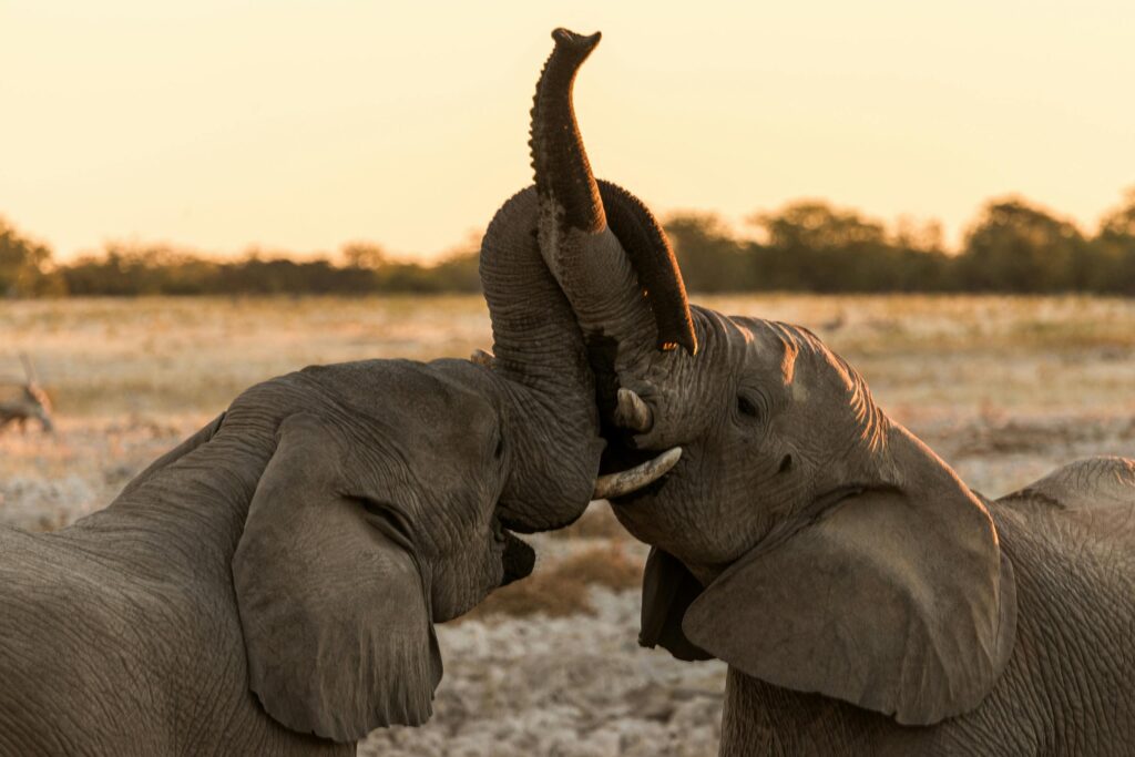 Top 10 best safari in Tanzania