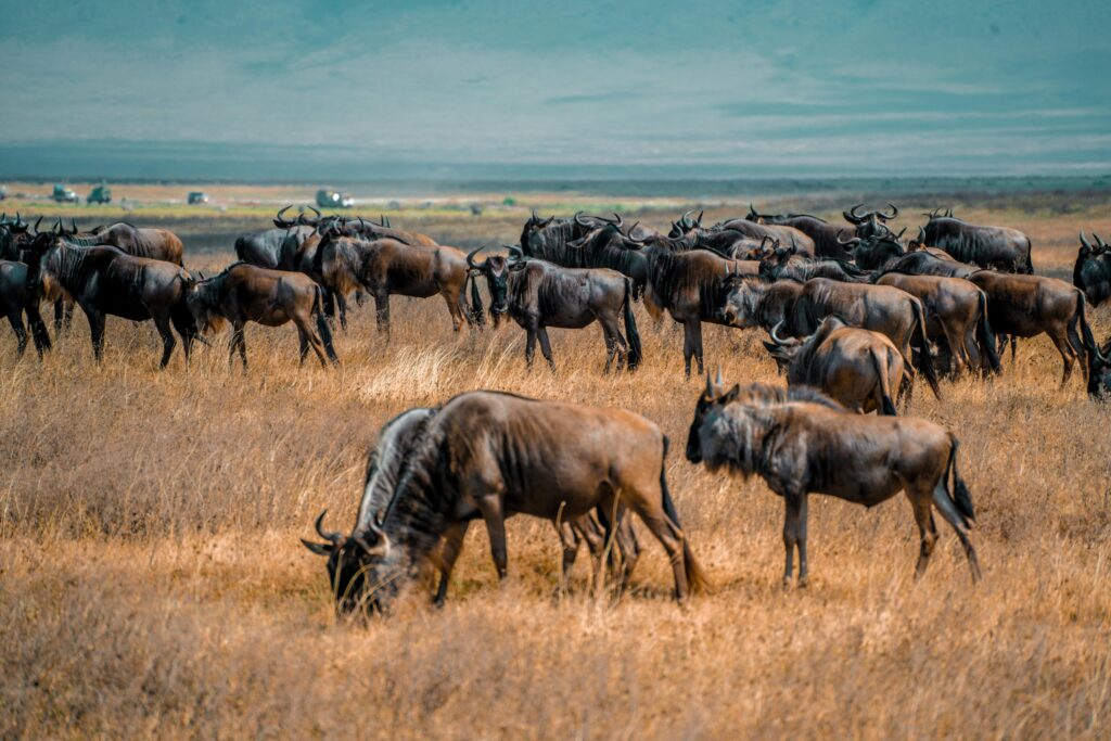 Rare Animals in Tanzania: 2026 The Ultimate Safari Guide to Tanzania’s Hidden Wildlife Treasures