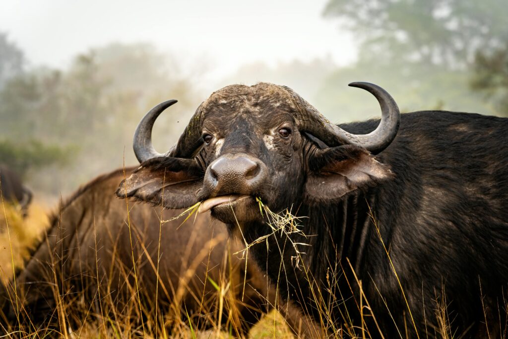 rare animals in Tanzania
