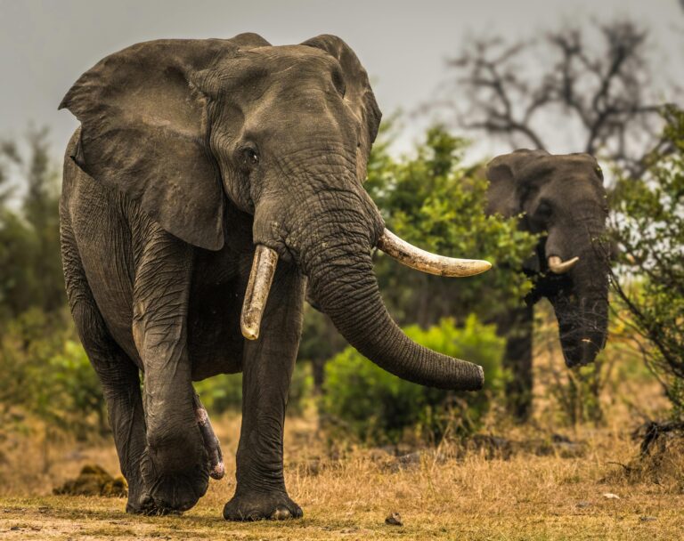 Best safari in Tanzania