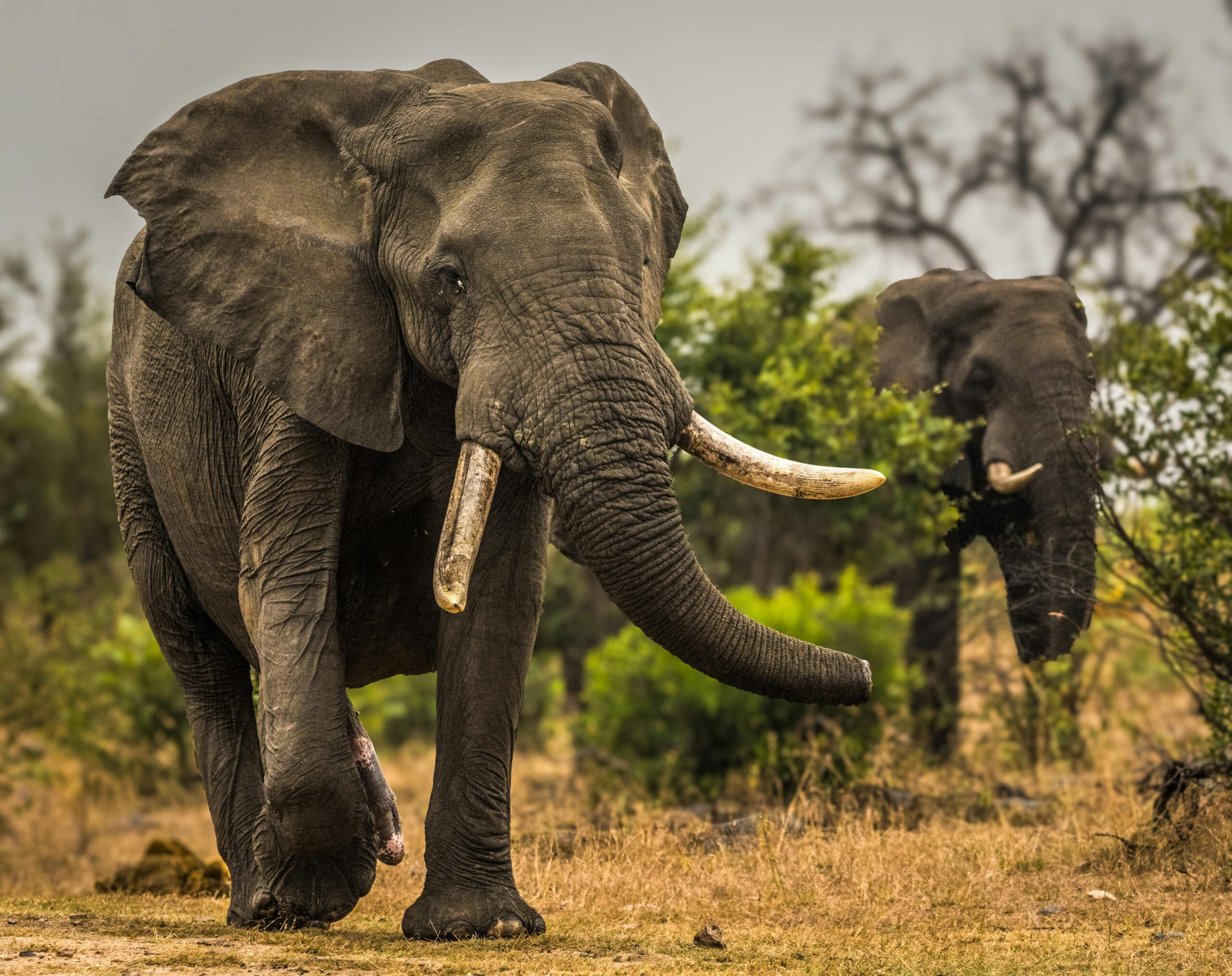 Best safari in Tanzania