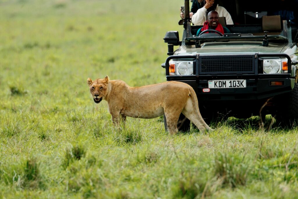 animals to see in safari