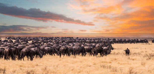 Serengeti Migration Explained