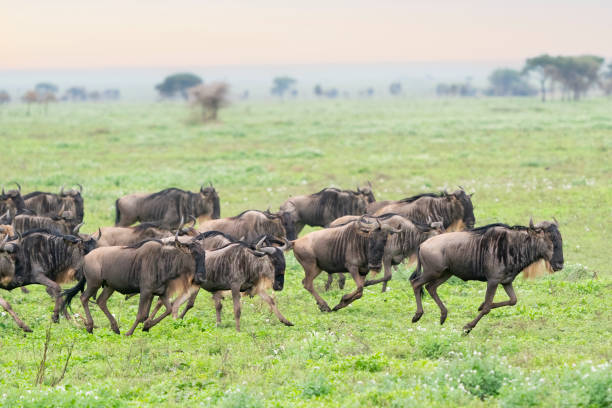 Serengeti Migration Explained