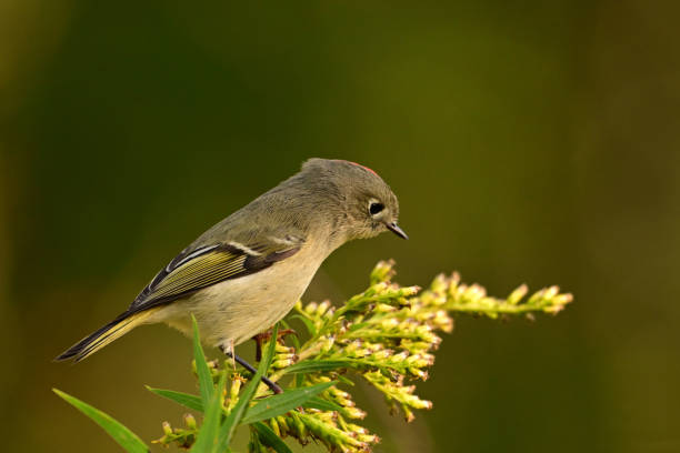 Serengeti Bird Watching