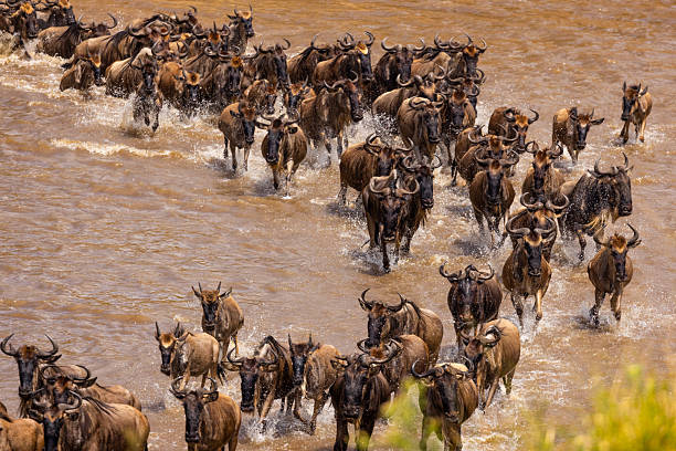 Serengeti Migration Explained