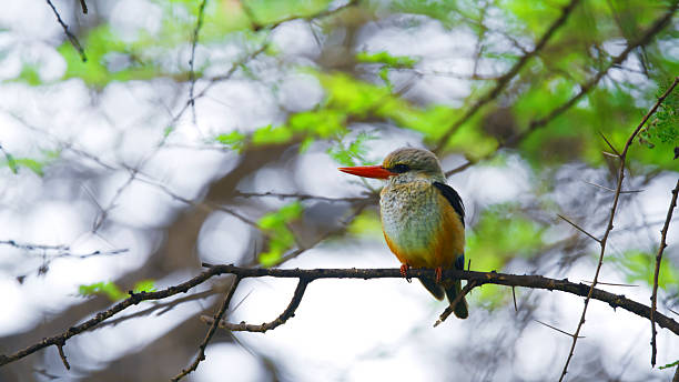 Serengeti Bird Watching