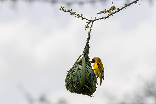 Serengeti Bird Watching
