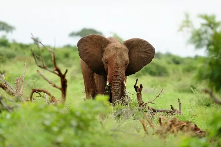 Elephant covered in mud among the logs of wood on a grass covered field